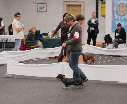 Spezialzuchtschau und Landessieger BDK 2009 in Bad Feilnbach