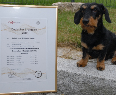 Deutscher Champion (VDH) 2012